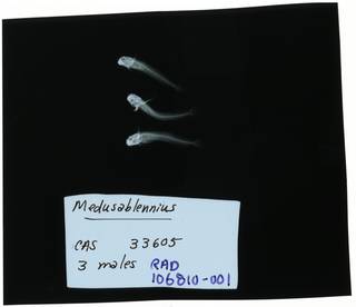 To NMNH Extant Collection (Medusablennius  RAD106810-001)