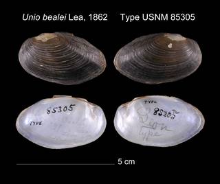 To NMNH Extant Collection (Unio bealei Lea, 1862    USNM 85305)