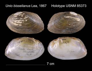 To NMNH Extant Collection (Unio bisselianus Lea, 1867    USNM 85373)