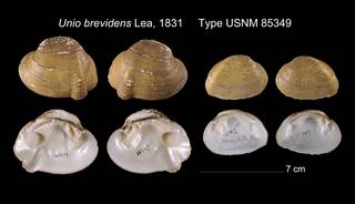 To NMNH Extant Collection (Unio brevidens Lea, 1831    USNM 85349)