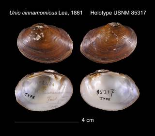 To NMNH Extant Collection (Unio cinnamomicus Lea, 1861    USNM 85317)