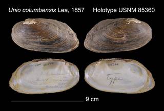 To NMNH Extant Collection (Unio columbensis Lea, 1857     USNM 85360)
