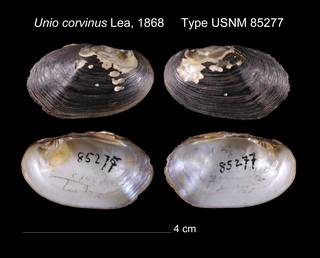 To NMNH Extant Collection (Unio corvinus Lea, 1868    USNM 85277)
