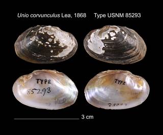 To NMNH Extant Collection (Unio corvunculus Lea, 1868    USNM 85293)