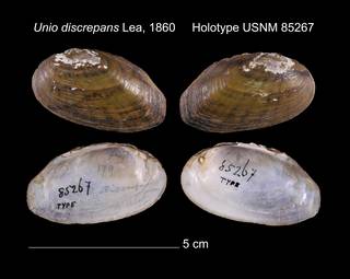 To NMNH Extant Collection (Unio discrepans Lea, 1860    USNM 85267)