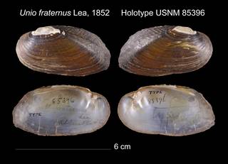 To NMNH Extant Collection (Unio fraternus Lea, 1852    USNM 85396)