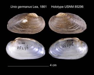 To NMNH Extant Collection (Unio germanus Lea, 1861    USNM 85296)