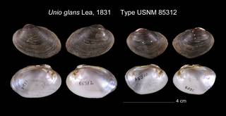 To NMNH Extant Collection (Unio glans Lea, 1831     Type USNM 85312)