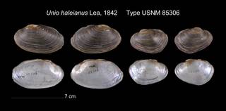 To NMNH Extant Collection (Unio haleianus Lea, 1842     Type USNM 85306)