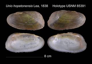 To NMNH Extant Collection (Unio hopetonensis Lea, 1838     Holotype USNM 85391)