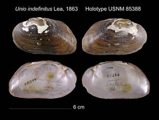 To NMNH Extant Collection (Unio indefinitus Lea, 1863     Holotype USNM 85388)