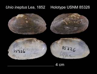 To NMNH Extant Collection (Unio ineptus Lea, 1852     Holotype USNM 85326)