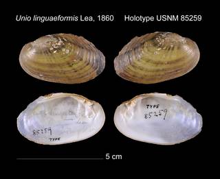 To NMNH Extant Collection (Unio linguaeformis Lea, 1860     Holotype USNM 85259)