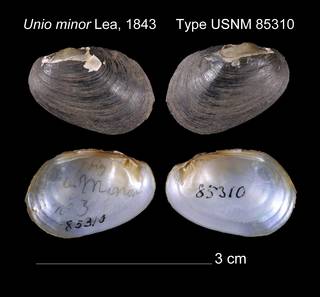 To NMNH Extant Collection (Unio minor Lea, 1843     Type USNM 85310)