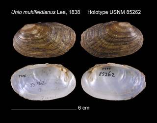 To NMNH Extant Collection (Unio muhlfeldianus Lea, 1838     Holotype USNM 85262)