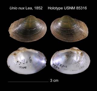 To NMNH Extant Collection (Unio nux Lea, 1852     Holotype USNM 85316)