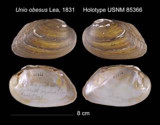 To NMNH Extant Collection (Unio obesus Lea, 1831     Holotype USNM 85366)