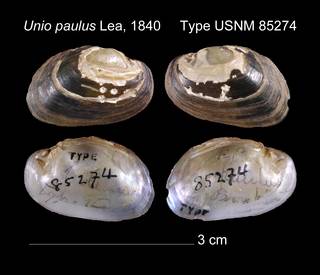 To NMNH Extant Collection (Unio paulus Lea, 1840     Type USNM 85274)