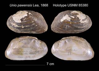 To NMNH Extant Collection (Unio pawensis Lea, 1868     Holotype USNM 85380)