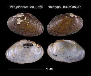 To NMNH Extant Collection (Unio plancus Lea, 1860     Holotype USNM 85345)