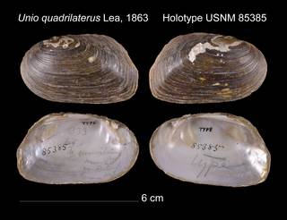 To NMNH Extant Collection (Unio quadrilaterus Lea, 1863     Holotype USNM 85385)