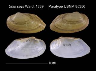 To NMNH Extant Collection (Unio sayii Ward, 1839     Paratype USNM 85356)