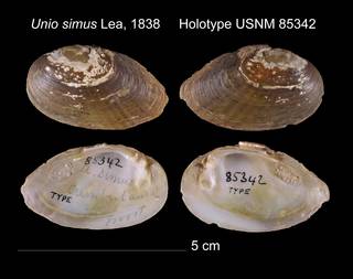 To NMNH Extant Collection (Unio simus Lea, 1838     Holotype USNM 85342)