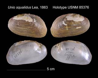 To NMNH Extant Collection (Unio squalidus Lea, 1863     Holotype USNM 85376)