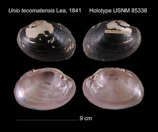 To NMNH Extant Collection (Unio tecomatensis Lea, 1841     Holotype USNM 85338)