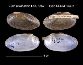 To NMNH Extant Collection (Unio texasensis Lea, 1857     Type USNM 85302)