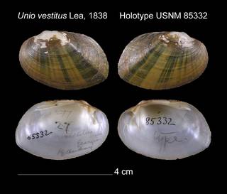 To NMNH Extant Collection (Unio vestitus Lea, 1838     Holotype USNM 85332)