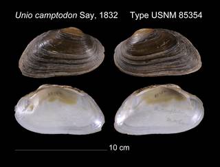 To NMNH Extant Collection (Unio camptodon Say, 1832    USNM 85354)
