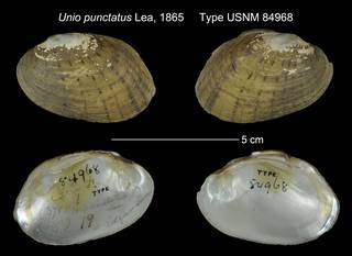 To NMNH Extant Collection (Unio punctatus Type USNM 84968 Holotype)