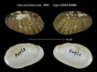 To NMNH Extant Collection (Unio punctatus Type USNM 84968 paratype)