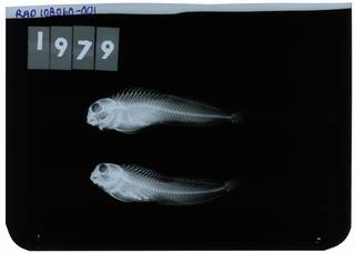 To NMNH Extant Collection (Chalaroderma ocellata RAD108060-001)