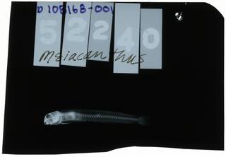 To NMNH Extant Collection (Omobranchus rotundiceps obliquus RAD108168-001)