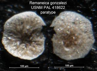 To NMNH Paleobiology Collection (Remaneica gonzalezi USNM PAL 418622 paratype)