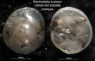 To NMNH Paleobiology Collection (Reinholdella brotzeni USNM MO 626468 holotype)