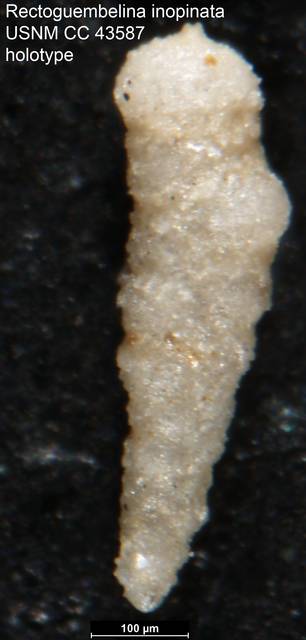 To NMNH Paleobiology Collection (Rectoguembelina inopinata USNM CC 43587 holotype)