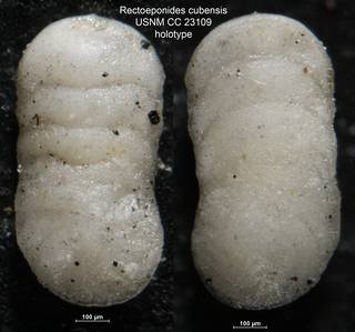 To NMNH Paleobiology Collection (Rectoeponides cubensis USNM CC 23109 holotype)