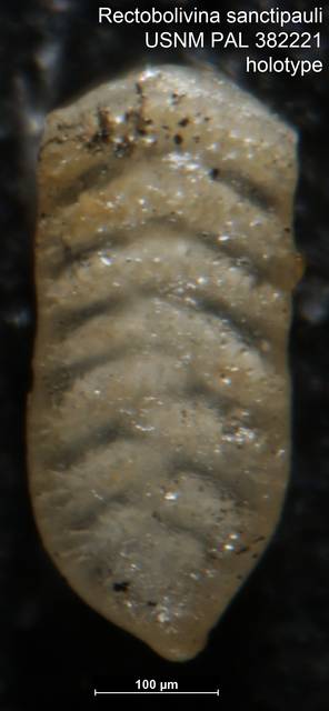 To NMNH Paleobiology Collection (Rectobolivina sanctipauli USNM PAL 382221 holotype)