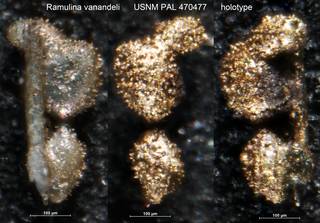 To NMNH Paleobiology Collection (Ramulina vanandeli USNM PAL 470477 holotype)