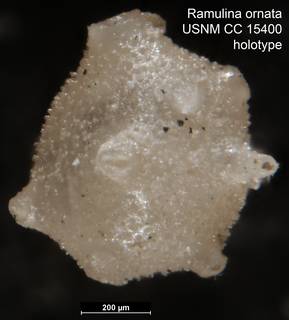 To NMNH Paleobiology Collection (Ramulina ornata USNM CC 15400 holotype v2)