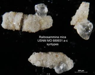 To NMNH Paleobiology Collection (Raibosammina mica USNM MO 689931 a-c syntypes)