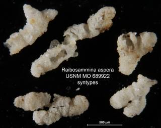 To NMNH Paleobiology Collection (Raibosammina aspera USNM MO 689922 syntypes)