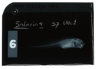 To NMNH Extant Collection (Salarias segmentatus RAD108380-001)