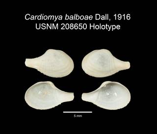 To NMNH Extant Collection (IZ MOL 208650 Holotype Bivalve plate)