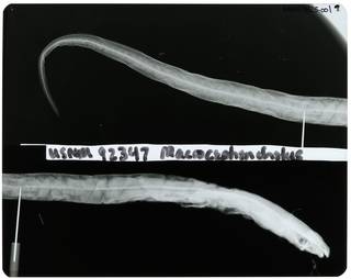 To NMNH Extant Collection (Macrocephenchelys brachialis RAD105825-001)