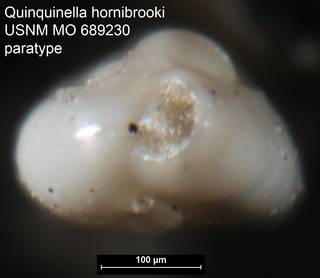 To NMNH Paleobiology Collection (Quinquinella hornibrooki USNM MO 689230 paratype ap)