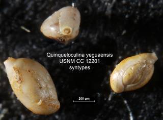 To NMNH Paleobiology Collection (Quinqueloculina yeguaensis USNM CC 12201 syntypes)